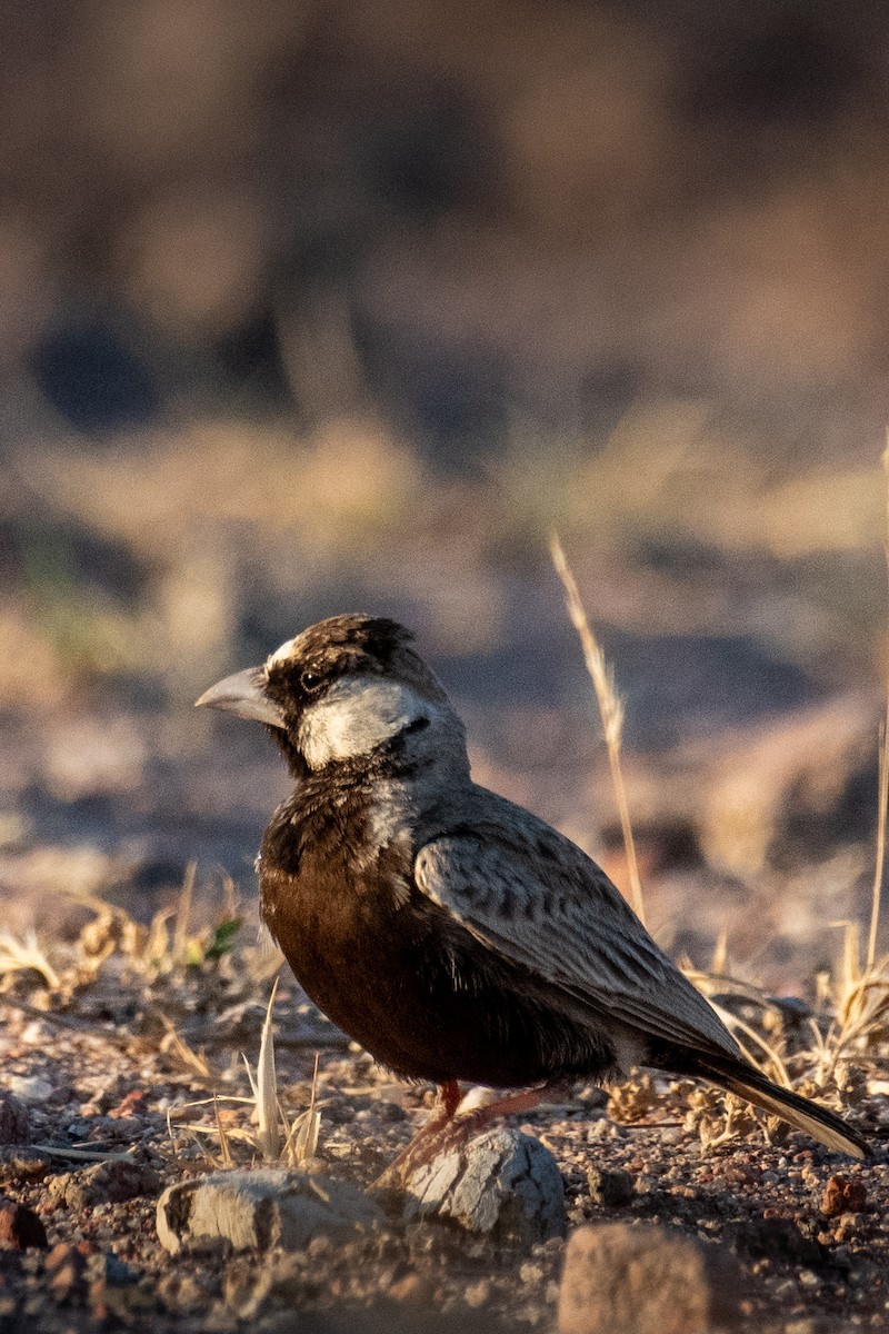 Black-crowned Sparrow-Lark - ML616933531
