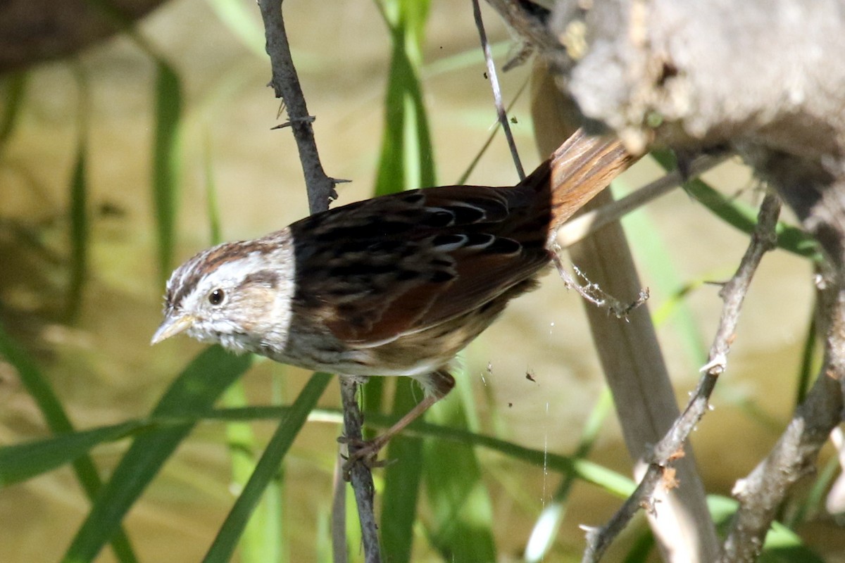 Swamp Sparrow - ML616933535