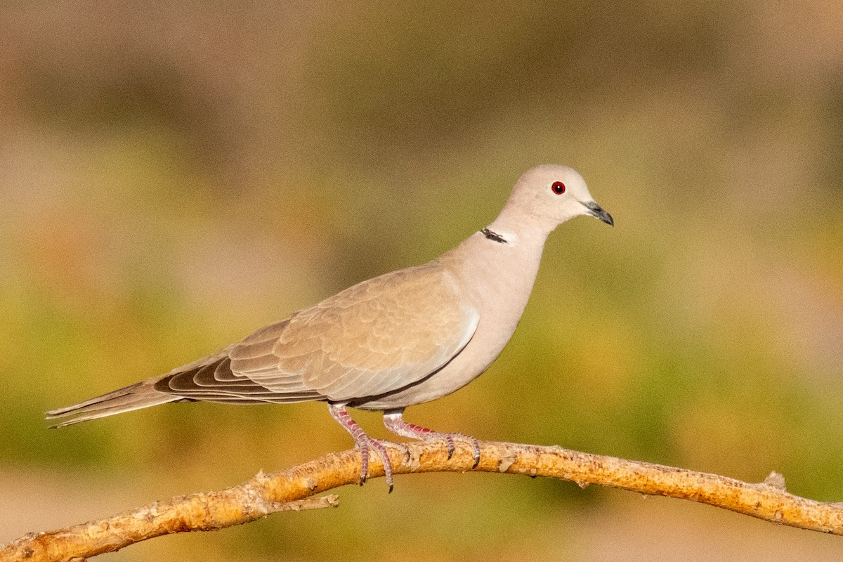Eurasian Collared-Dove - ML616933550