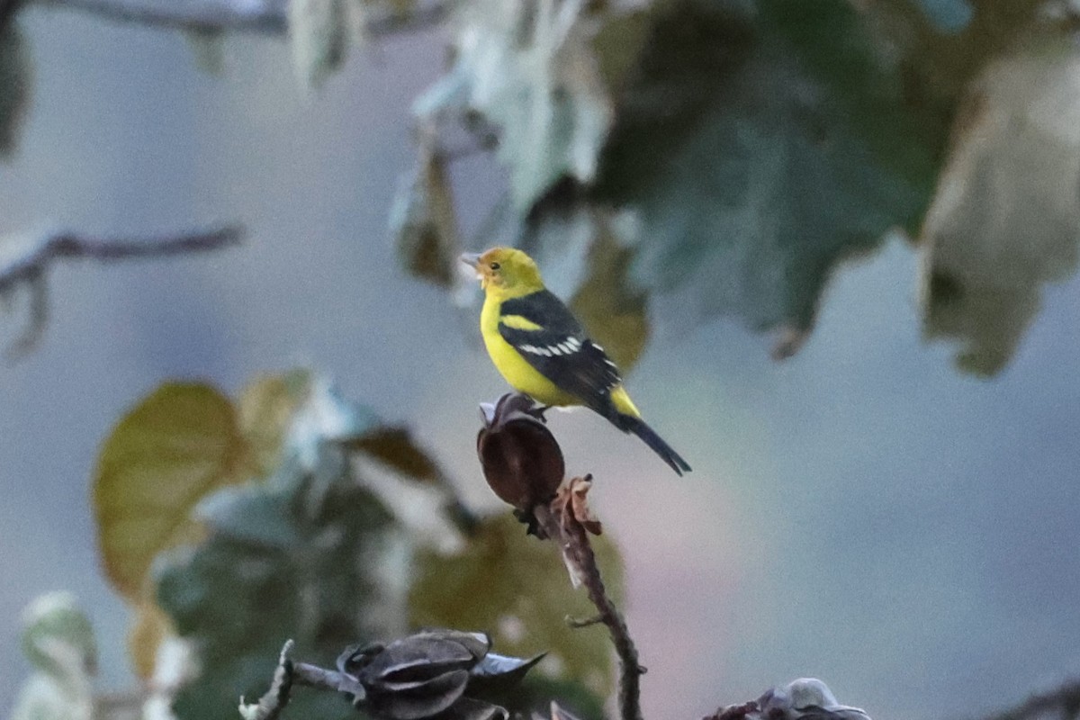 Western Tanager - ML616933627