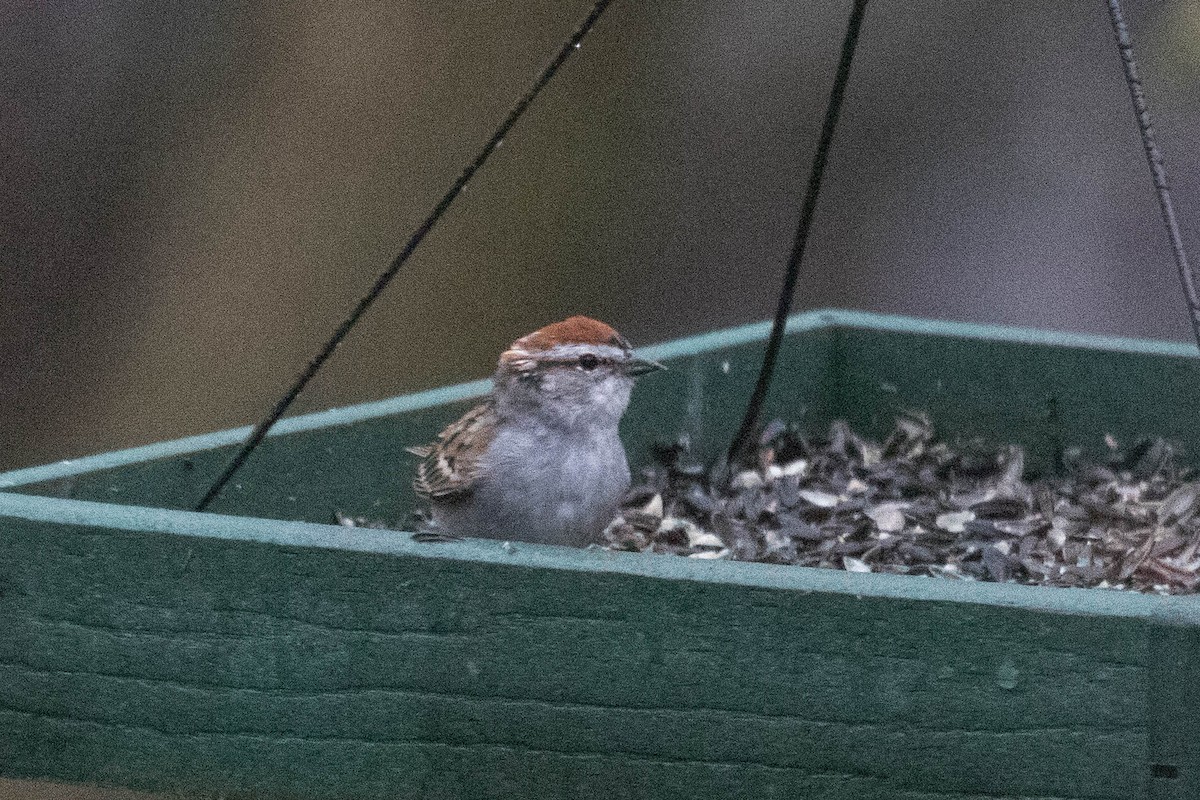 Chipping Sparrow - ML616933687