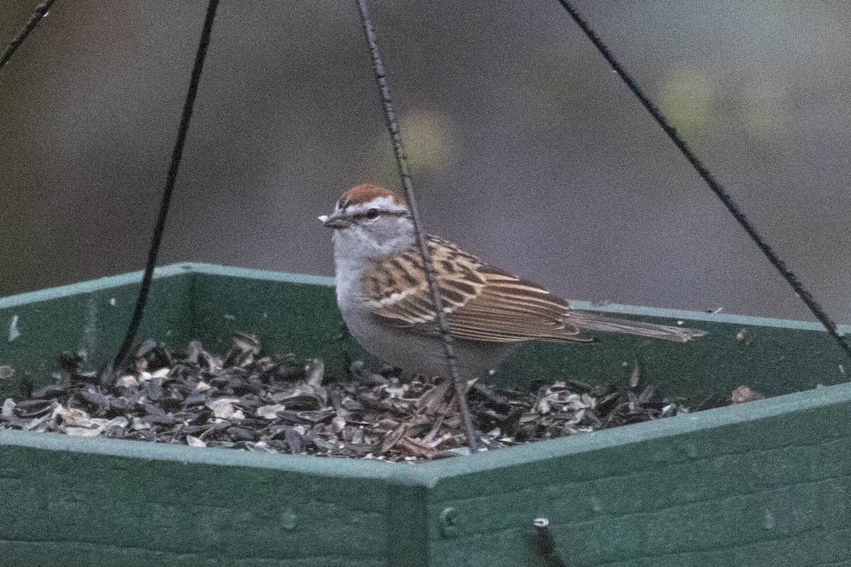 Chipping Sparrow - ML616933688