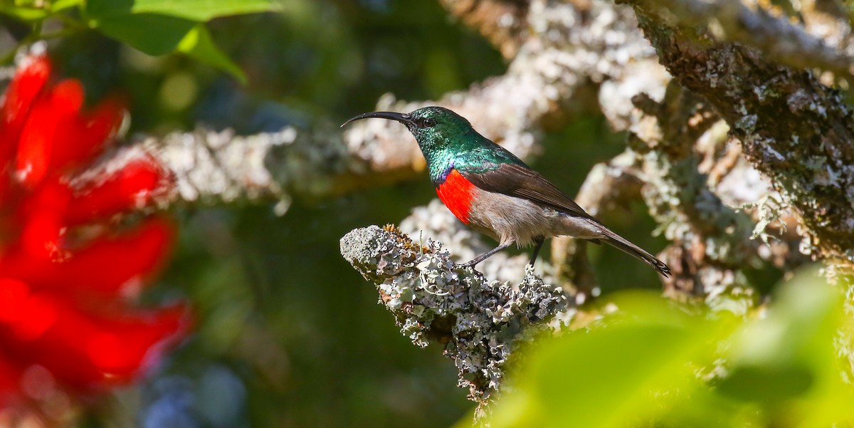 Greater Double-collared Sunbird - Brian Small