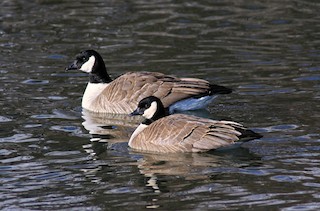 Cackling Goose, ML61693381