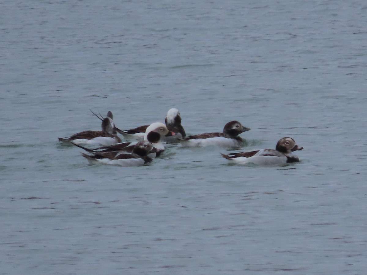Long-tailed Duck - ML616933875