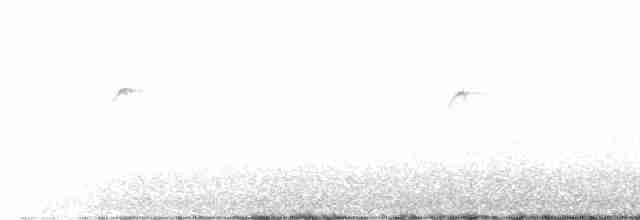 Колібрі-самоцвіт синьогорлий - ML616933911