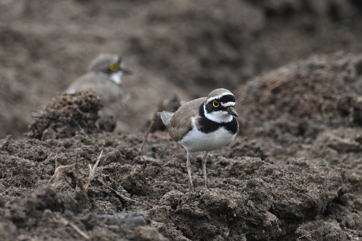 Little Ringed Plover - Ting-Wei (廷維) HUNG (洪)