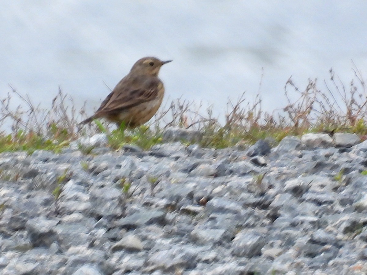 American Pipit (rubescens Group) - ML616934048
