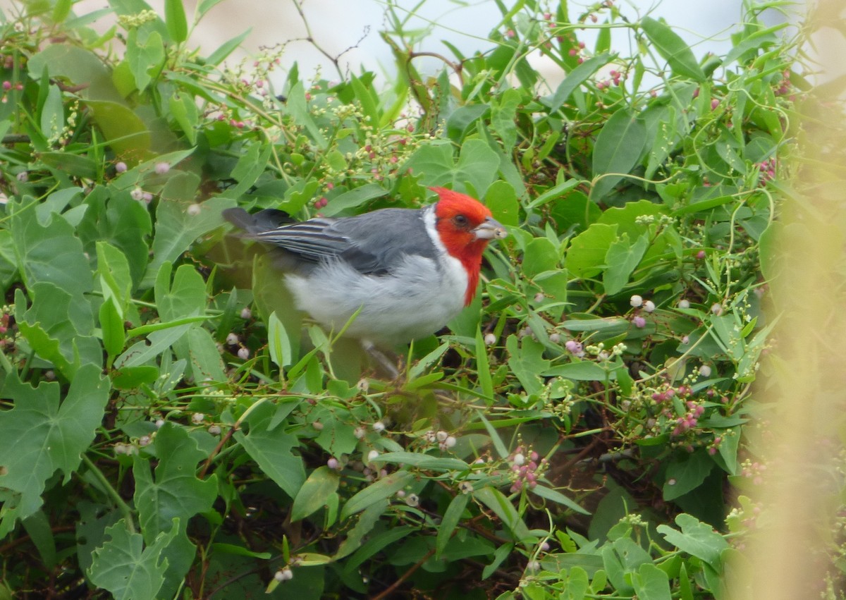 Red-crested Cardinal - ML616934085