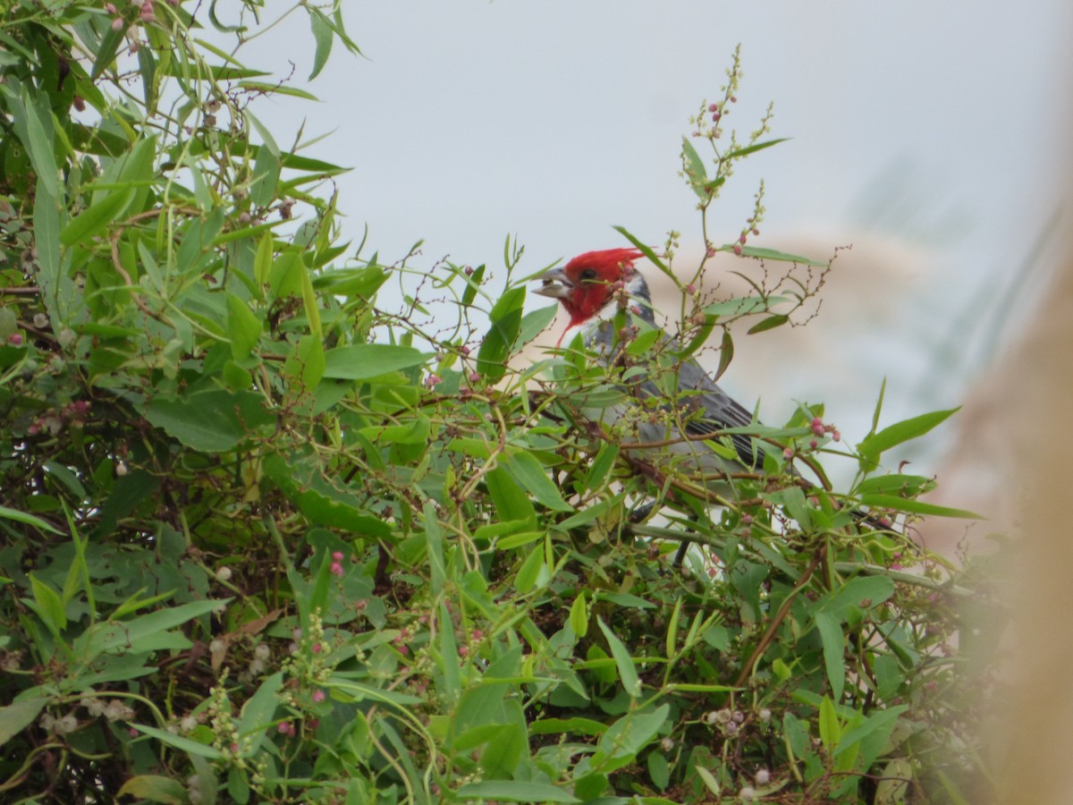 Red-crested Cardinal - ML616934093