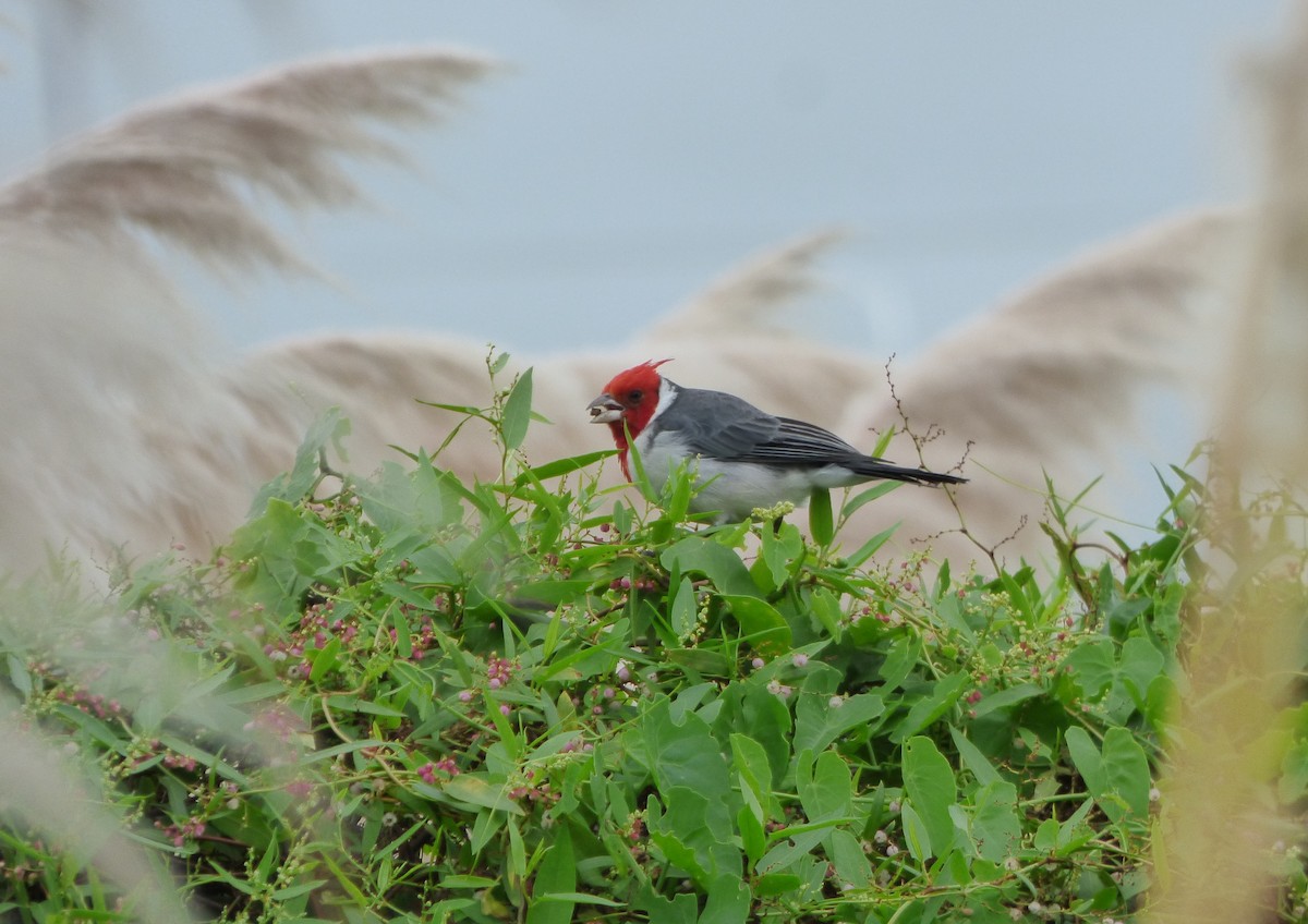 Red-crested Cardinal - ML616934094