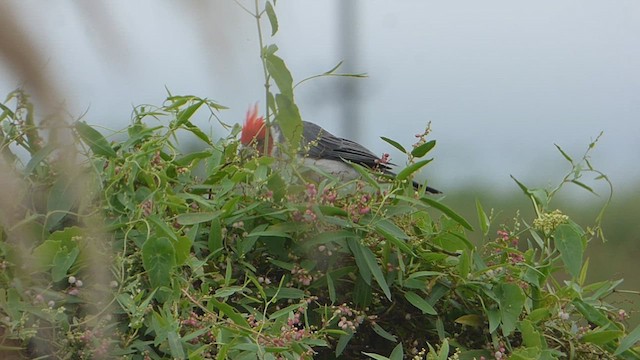 Red-crested Cardinal - ML616934137