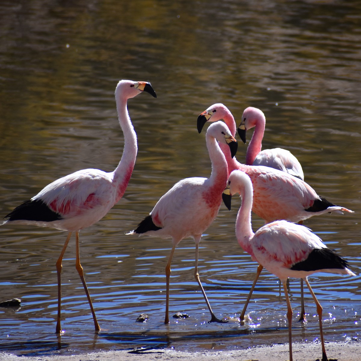 Şili Flamingosu - ML616934373