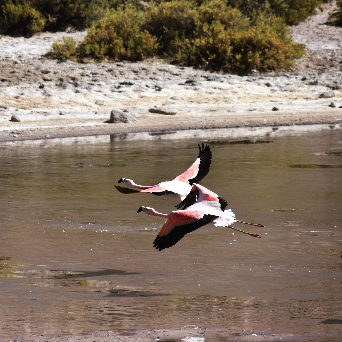 Chilean Flamingo - alfredo oribe