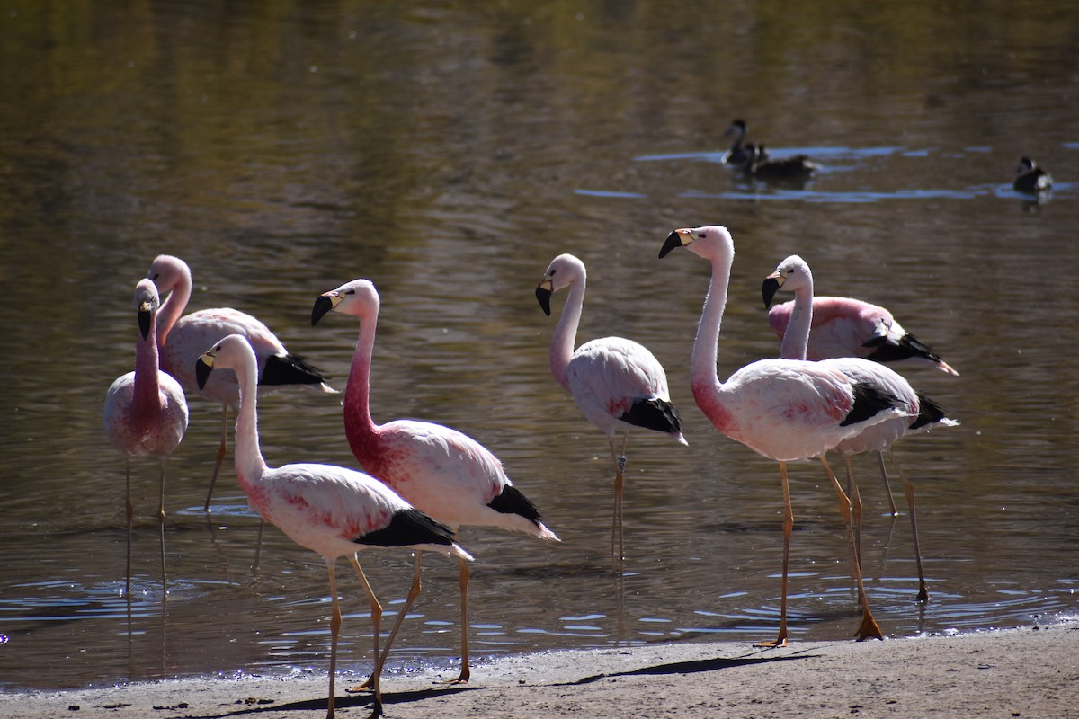 Chilean Flamingo - alfredo oribe