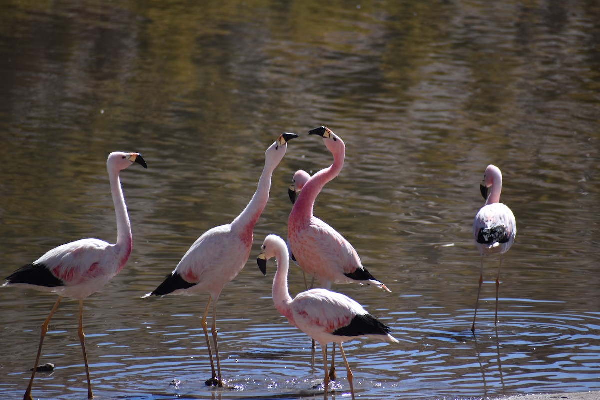 Chilean Flamingo - ML616934376