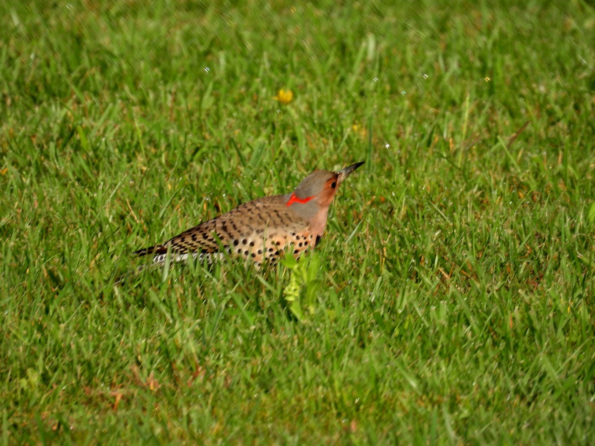 Northern Flicker (Yellow-shafted) - ML616934387