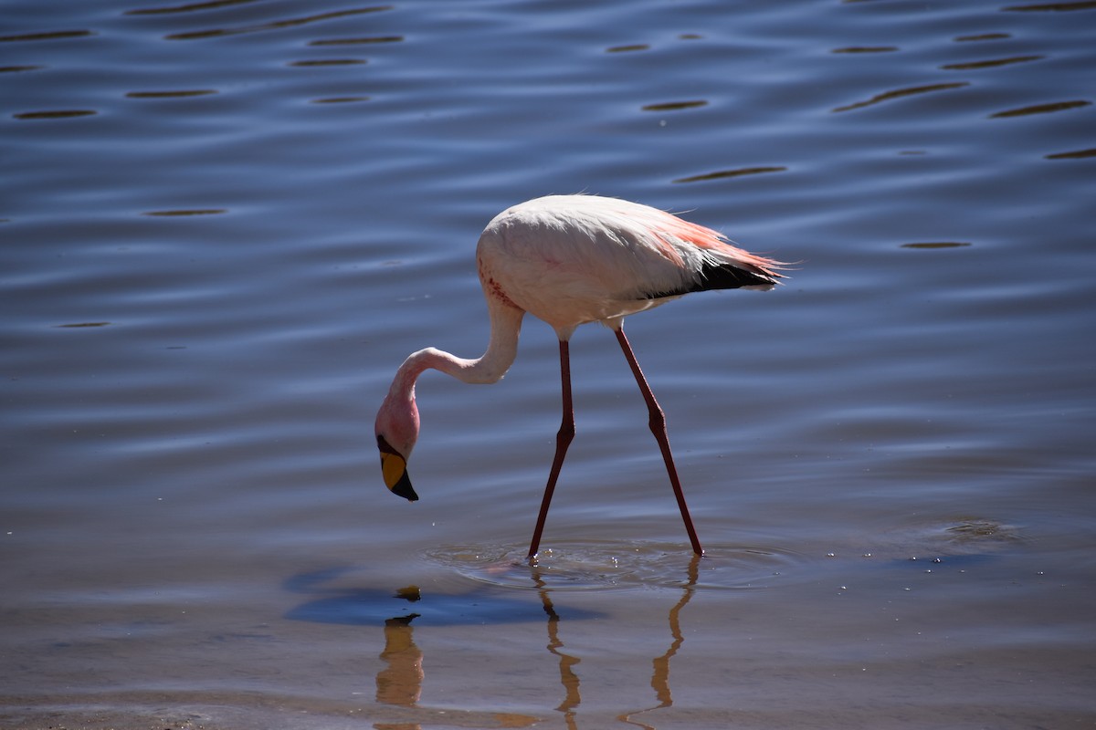 ub. flamingo (Phoenicopteridae sp.) - ML616934399