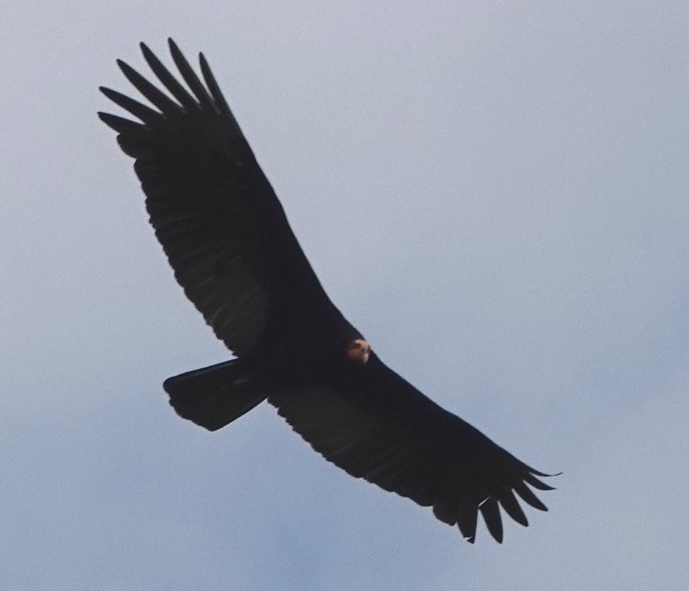 Greater Yellow-headed Vulture - ML616934511