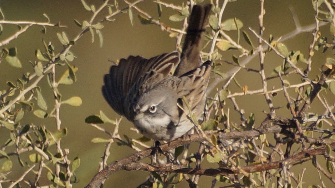 Sagebrush Sparrow - Robert Baumander