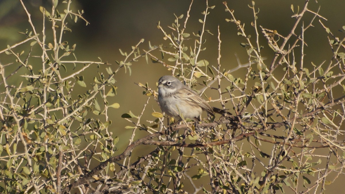 Sagebrush Sparrow - Robert Baumander