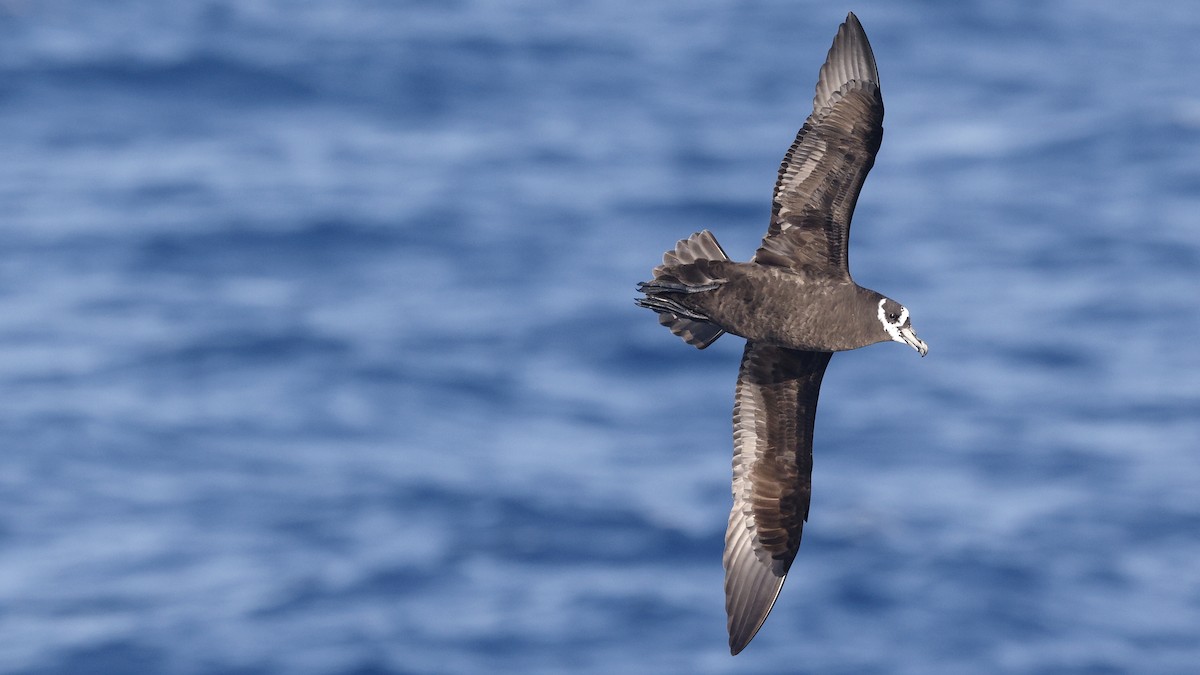Spectacled Petrel - ML616934771