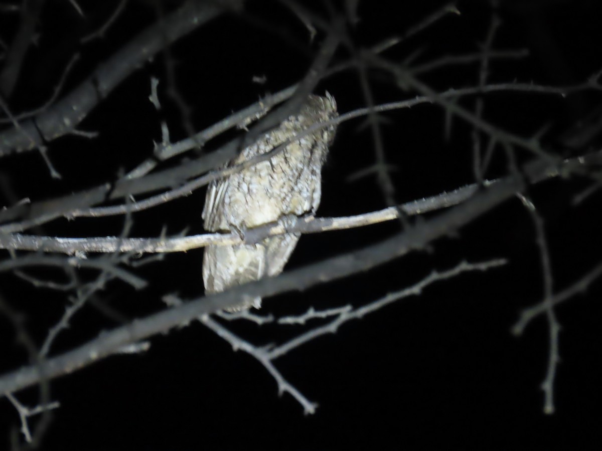 Peruvian Screech-Owl - ML616934821