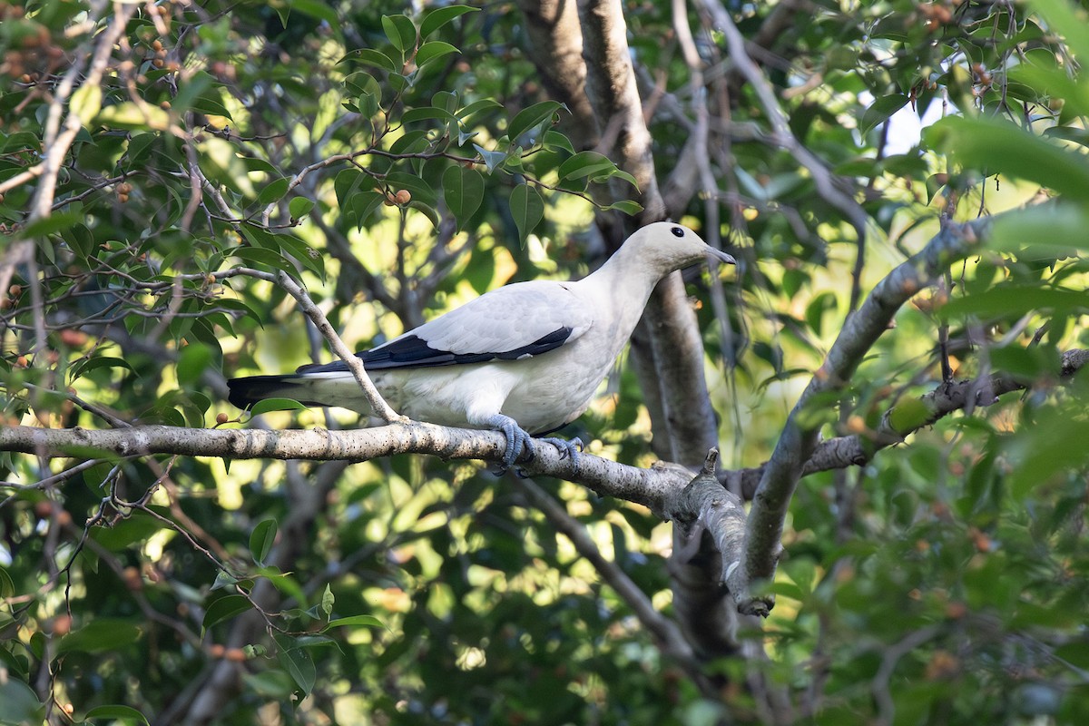 Pied Imperial-Pigeon - ML616934867