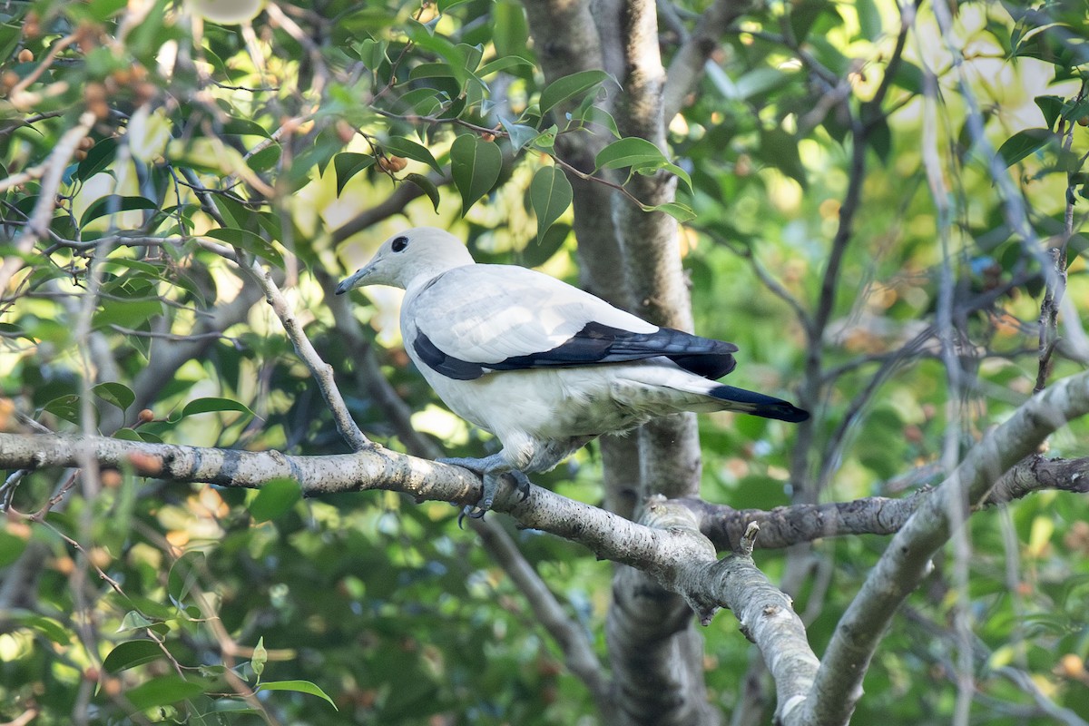 Pied Imperial-Pigeon - ML616934869