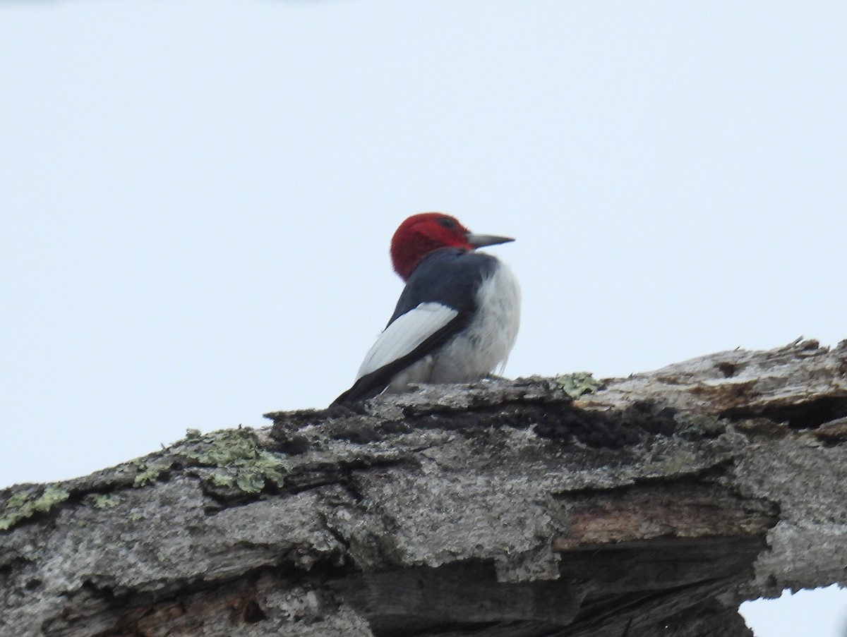 Red-headed Woodpecker - ML616934875