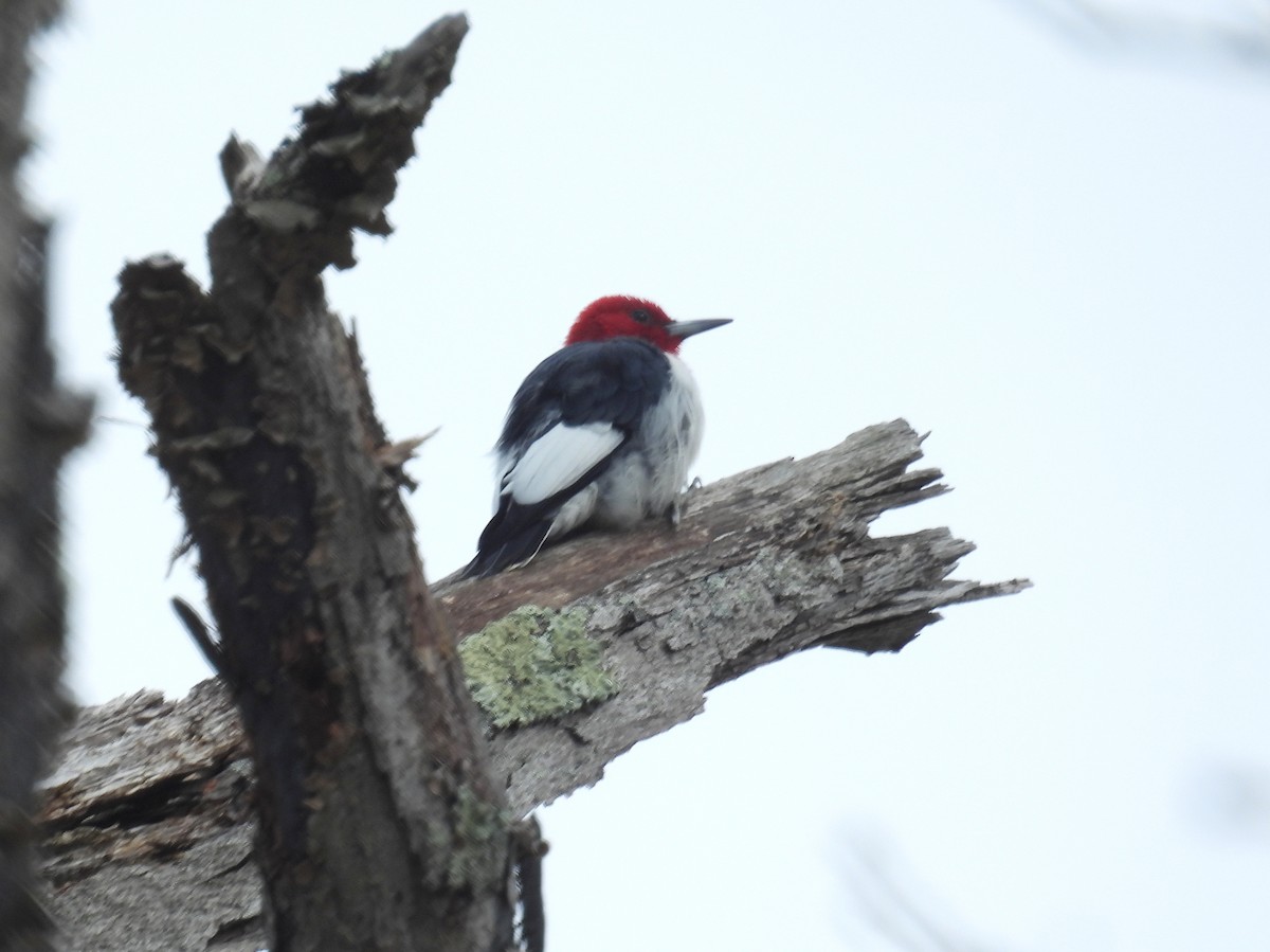 Red-headed Woodpecker - ML616934876