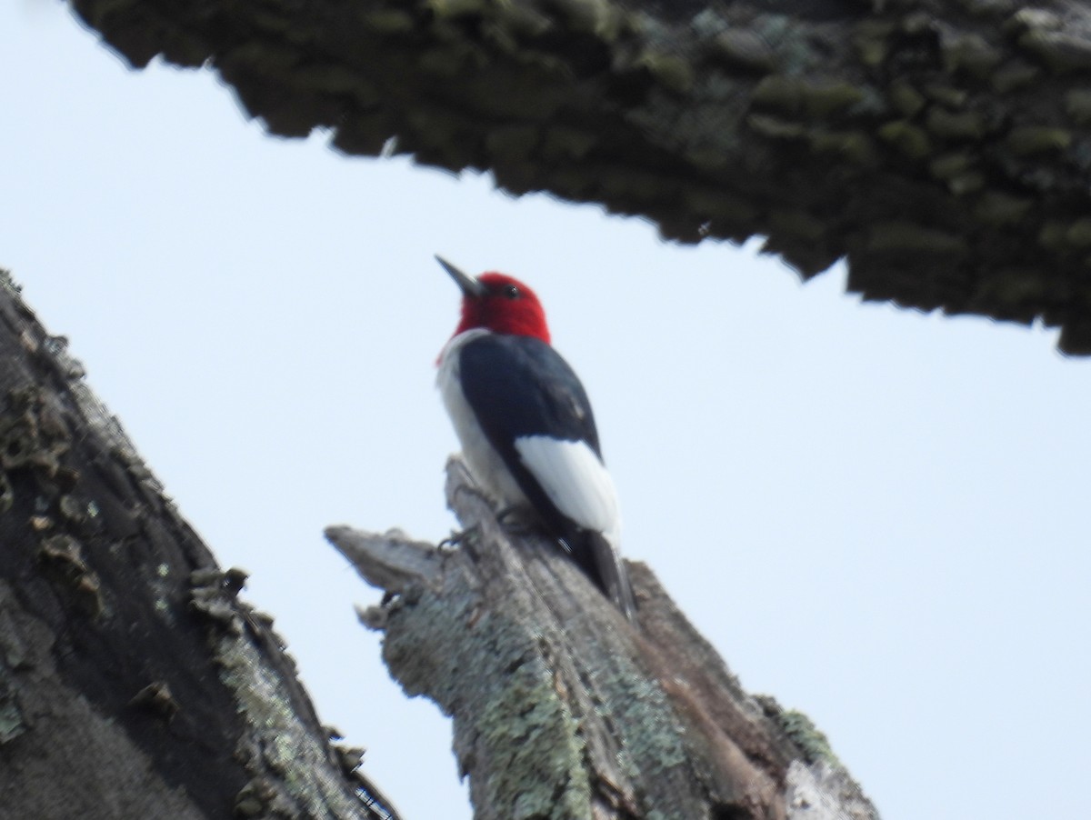 Red-headed Woodpecker - ML616934920