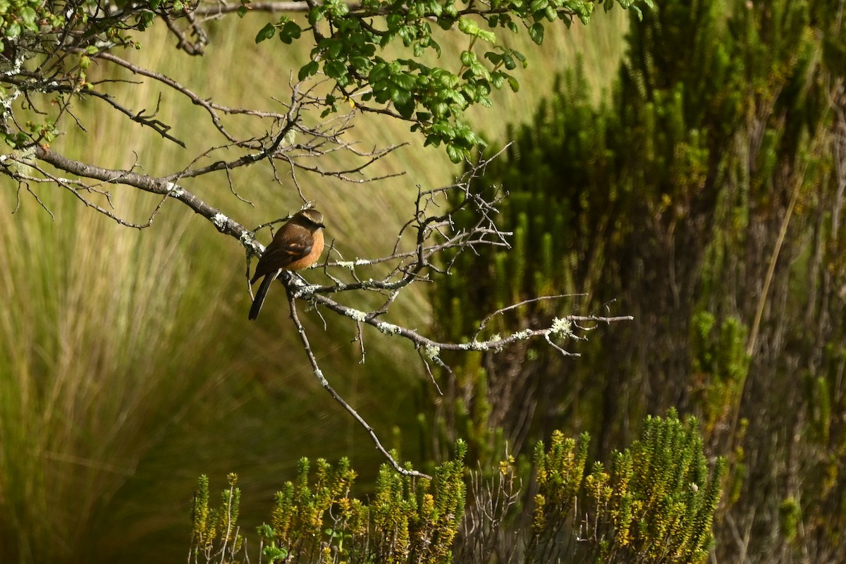 Brown-backed Chat-Tyrant - ML616935032