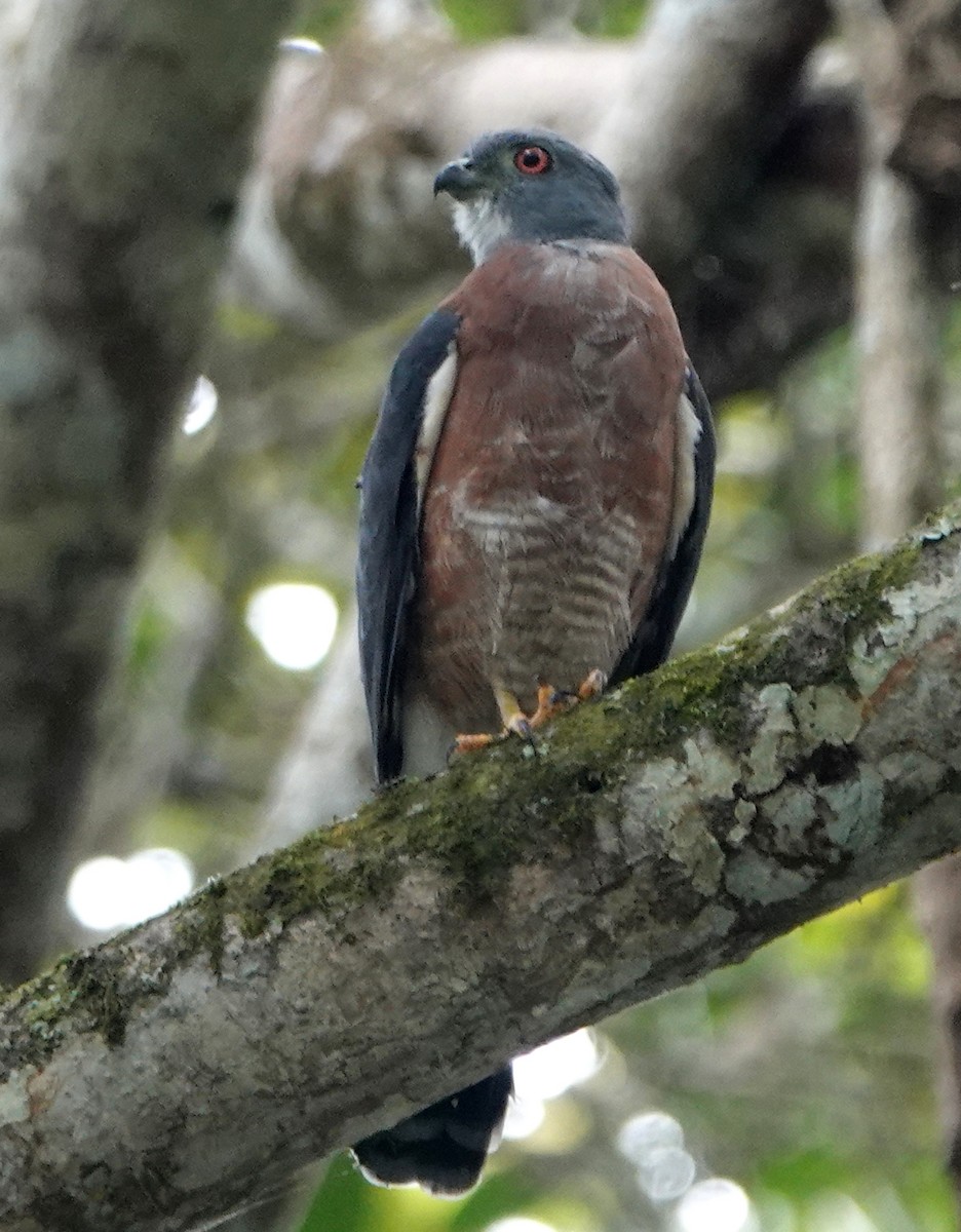 Double-toothed Kite - ML616935034