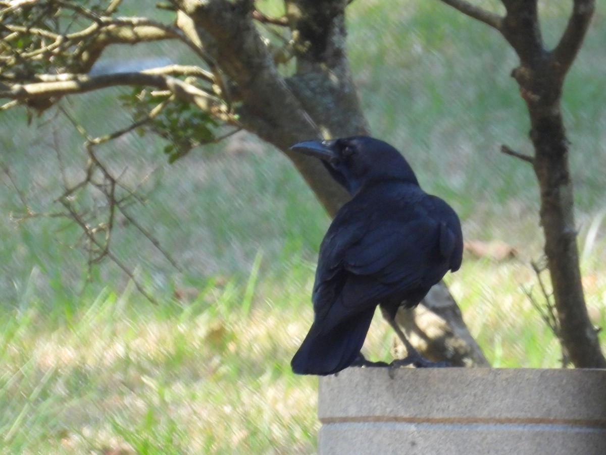 American Crow - ML616935059