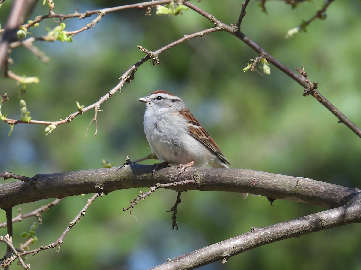 Chipping Sparrow - ML616935071