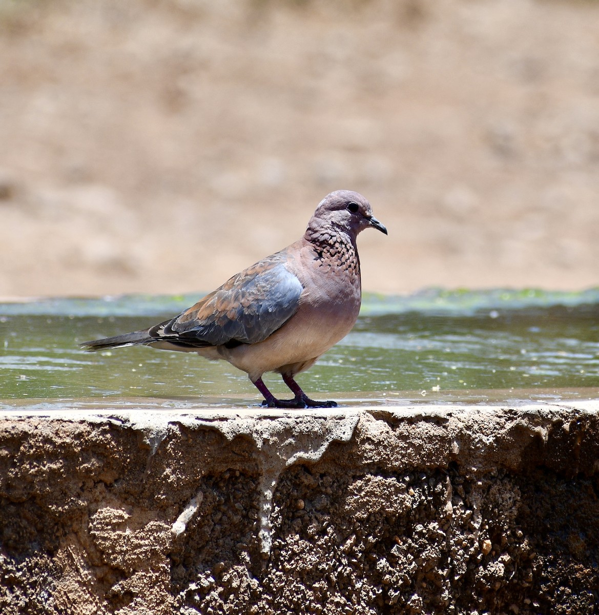 Laughing Dove - ML616935207