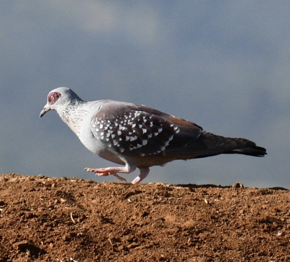 Speckled Pigeon - ML616935225
