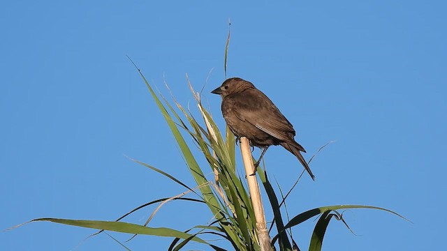Brown-headed Cowbird - ML616935253