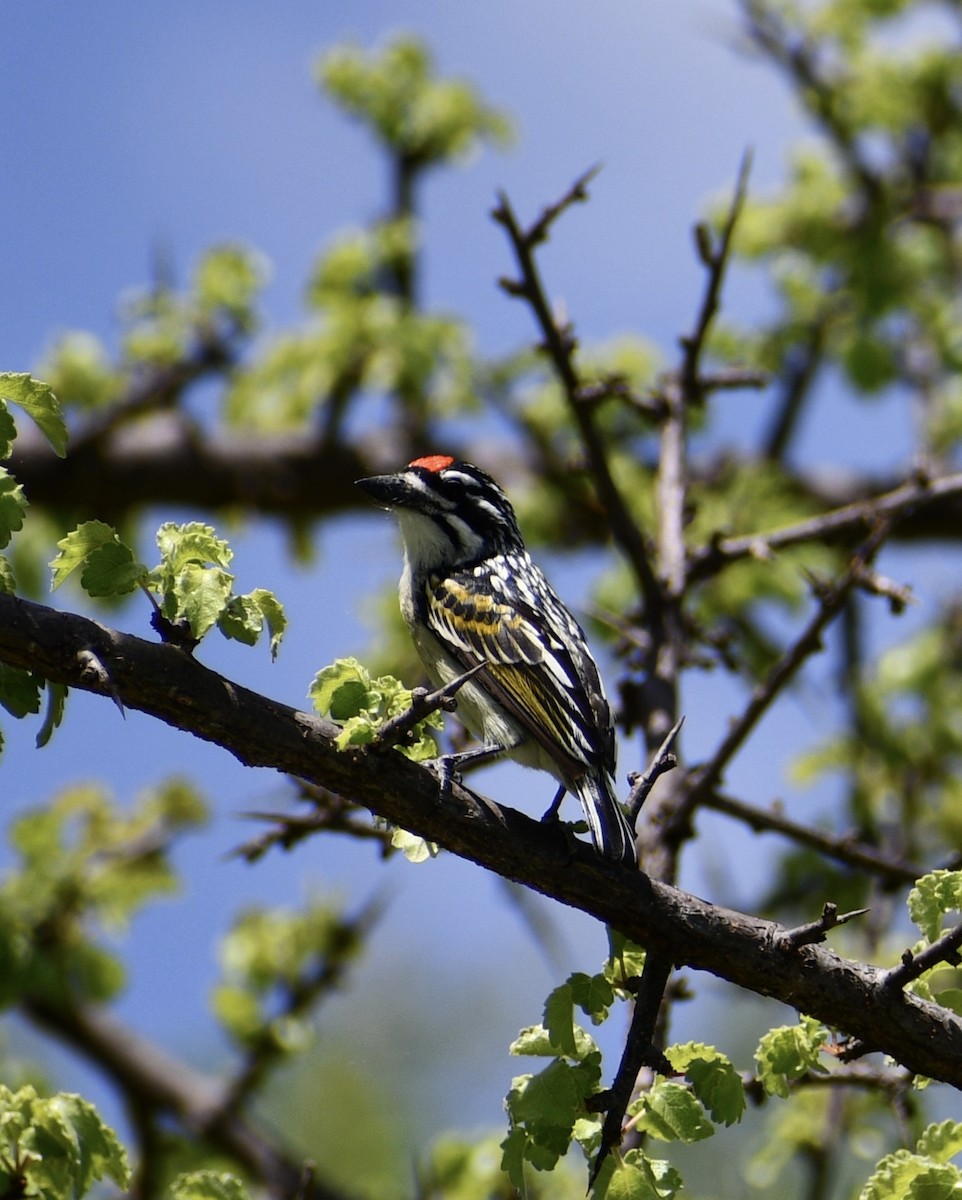 Red-fronted Tinkerbird - Cathy Staropoli
