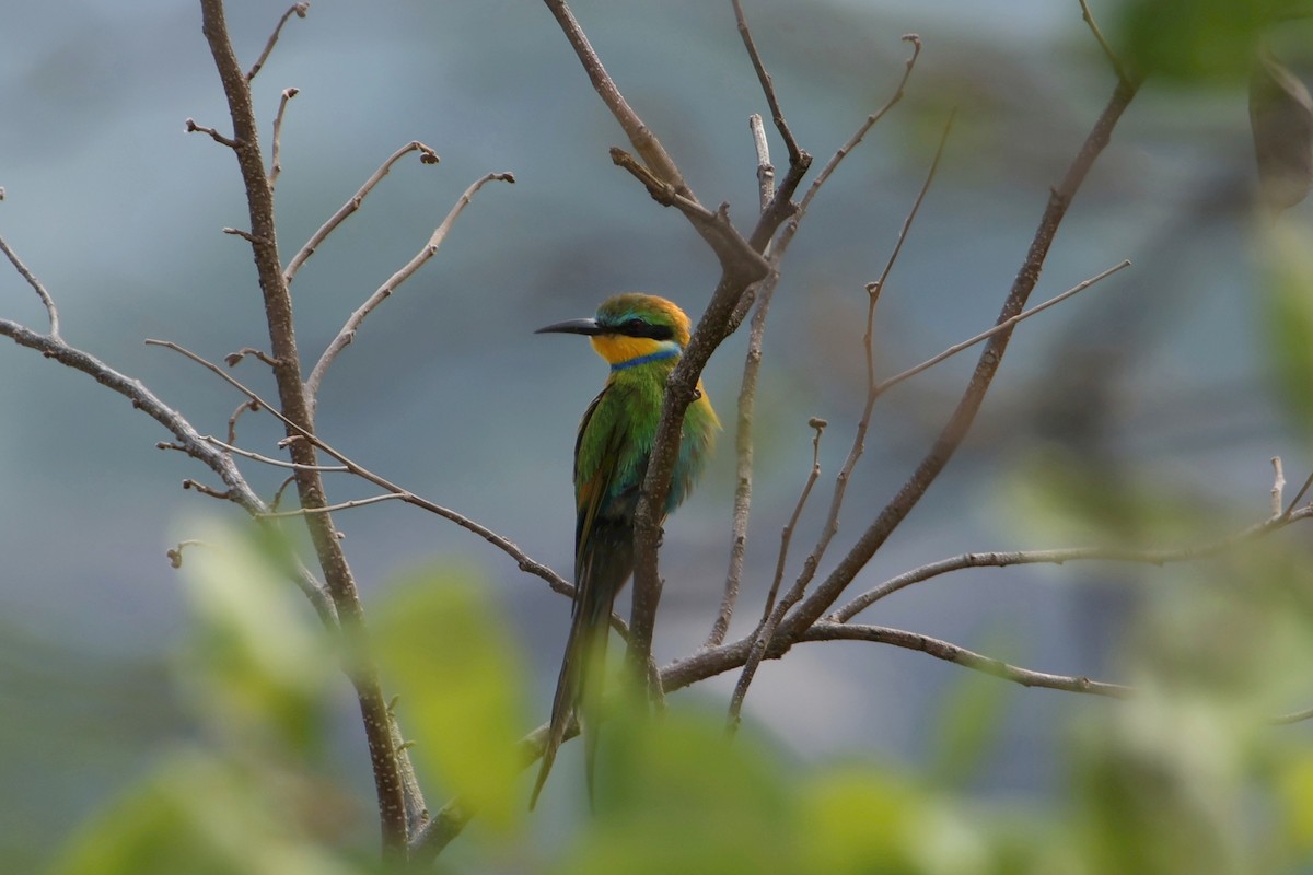 Swallow-tailed Bee-eater - ML616935298