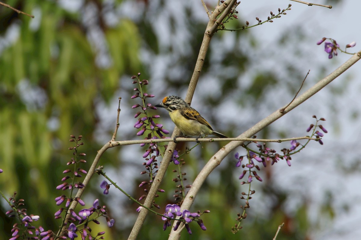 Yellow-fronted Tinkerbird - ML616935306