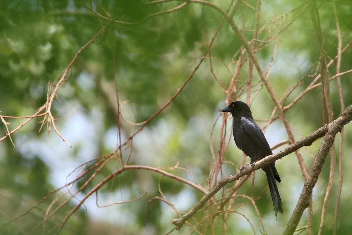 Fork-tailed Drongo - ML616935316