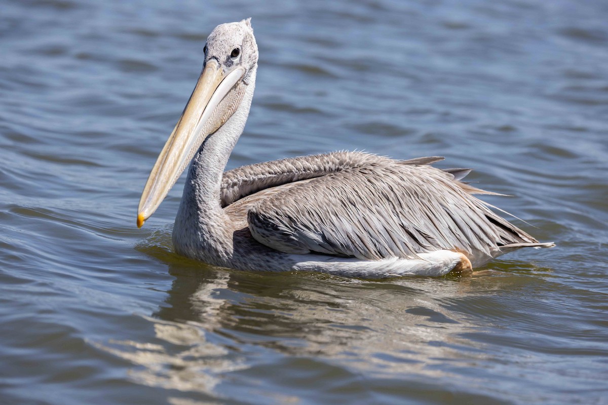 Pink-backed Pelican - ML616935396