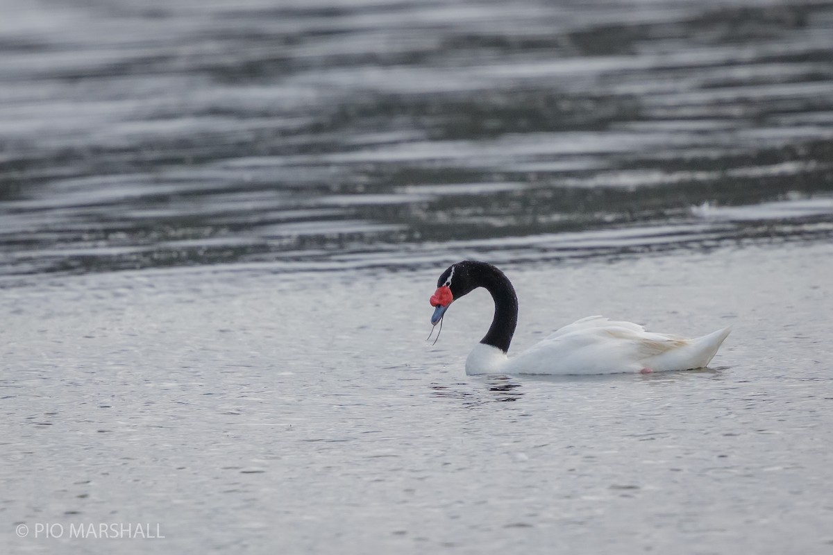 Black-necked Swan - ML616935447