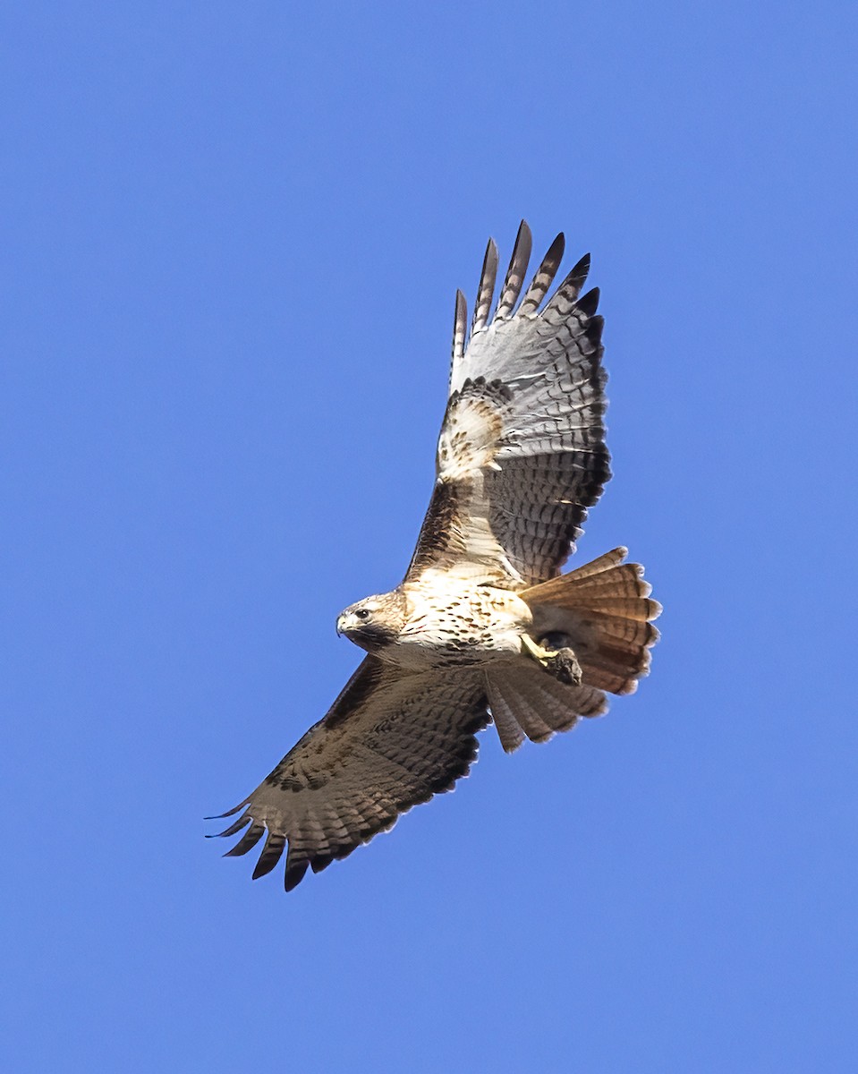 Red-tailed Hawk - ML616935514
