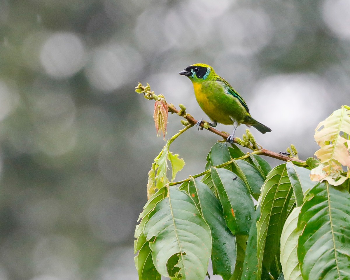 Green-and-gold Tanager - ML616935751