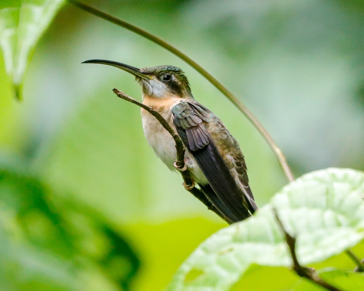 kolibřík světloocasý - ML616935779