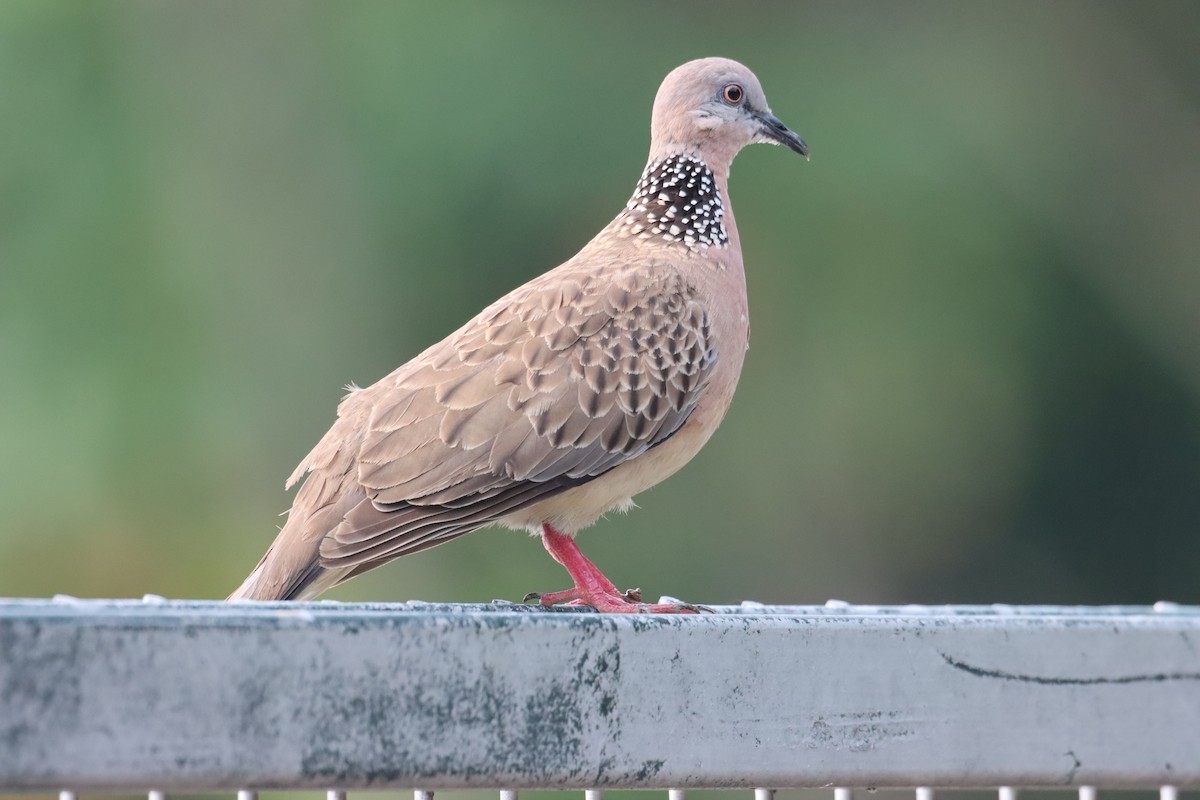 Spotted Dove (Eastern) - ML616935844