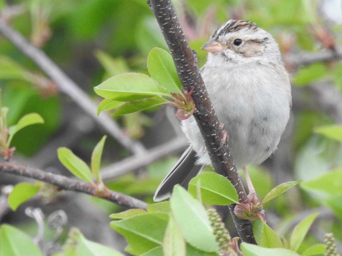 Clay-colored Sparrow - ML616935866